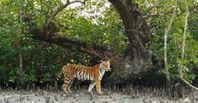 বিশ্ব ঐতিহ্যে সুন্দরবন ইউনেসকোর সিদ্ধান্ত এখনই নয়(২০২১)